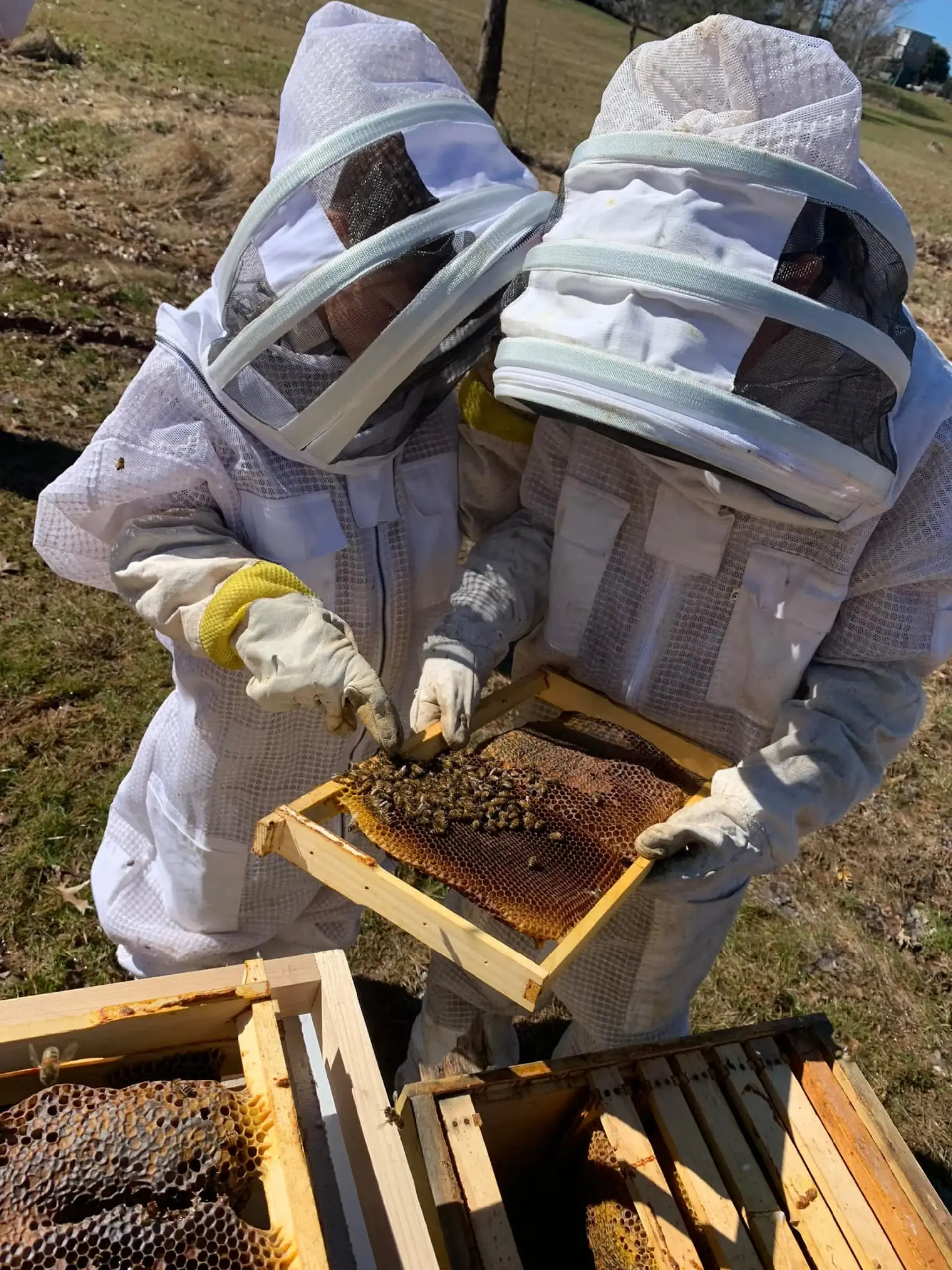 Hive Inspection in Gilbertsville