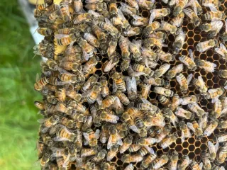 Honeycomb Extraction