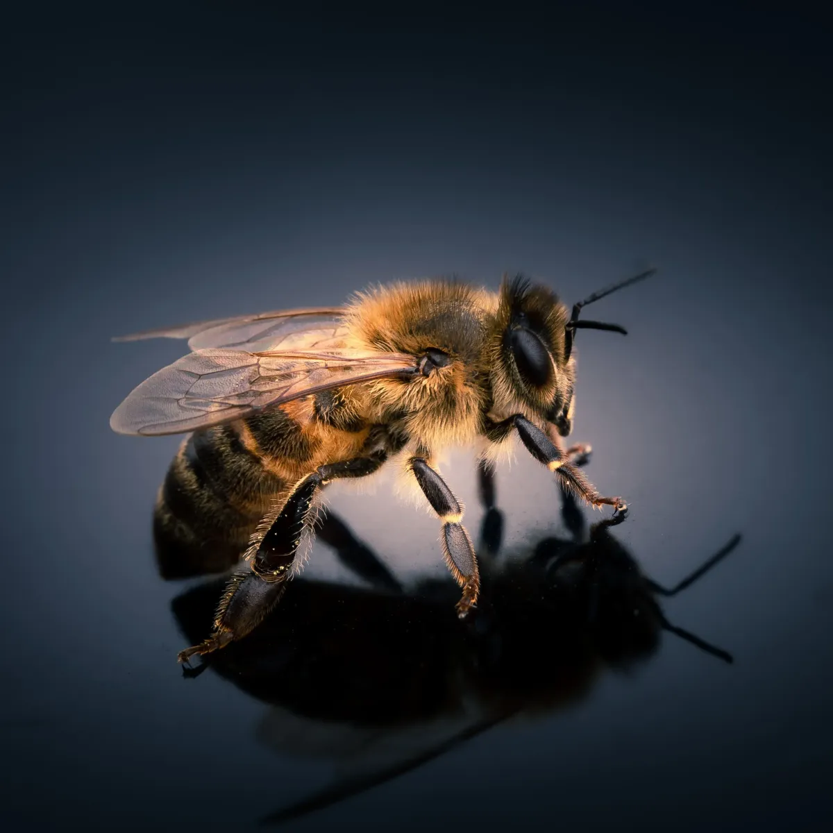 Honey Bee Identification in Gilbertsville