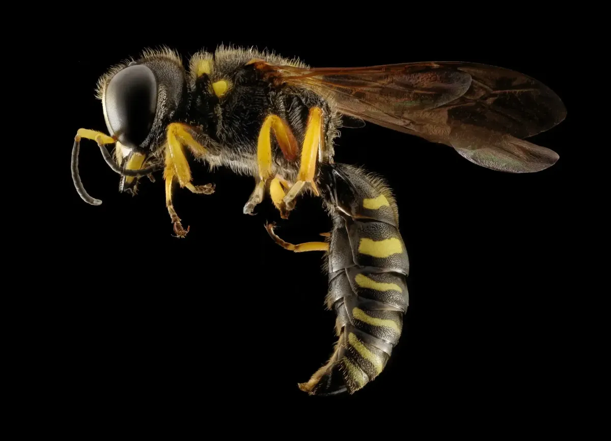 Wasp & Hornet Removal