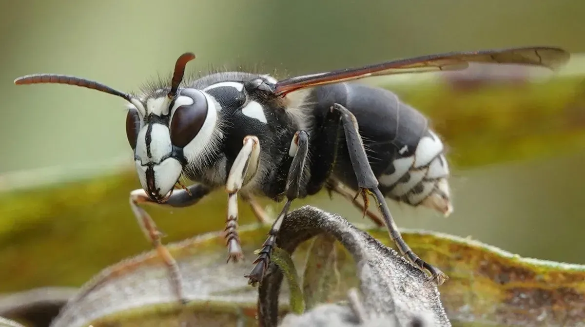 Hornet Removal Service in Gilbertsville