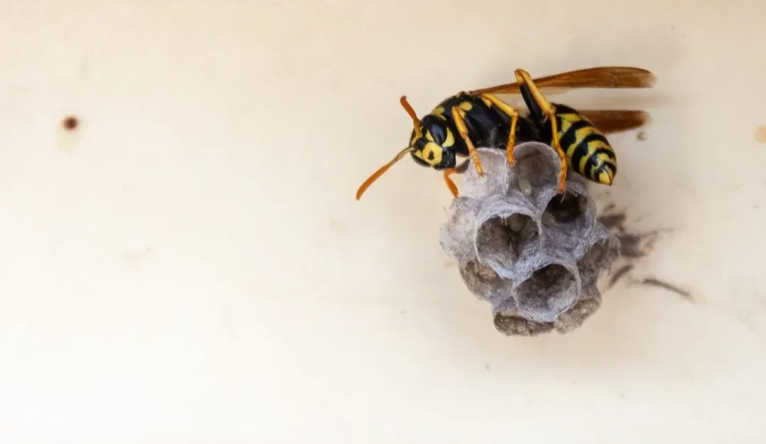 Wasp Nest Removal in Gilbertsville